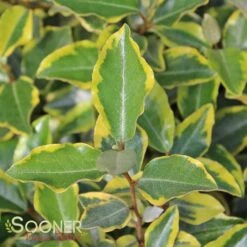 OLIVE MARTINI™ ELAEAGNUS