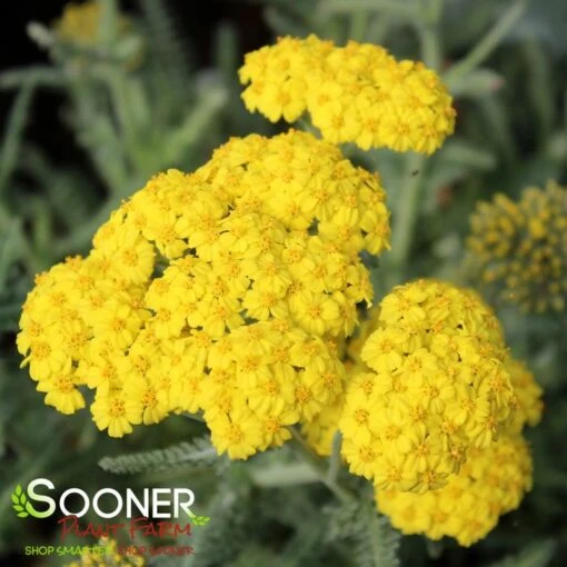 MOONSHINE YARROW -Sooner Plant Farm Shop DETA2 298