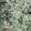 POWIS CASTLE WORMWOOD -Sooner Plant Farm Shop DETA2 300
