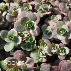 SUNSPARKLER® CHERRY TART SEDUM -Sooner Plant Farm Shop DETA2 3014