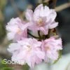 HIGAN WEEPING DOUBLE FLOWERING CHERRY -Sooner Plant Farm Shop DETA2 3060