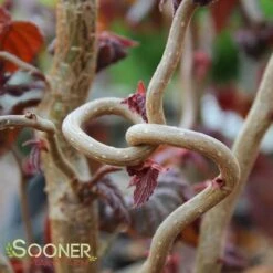 RED DRAGON CONTORTED FILBERT -Sooner Plant Farm Shop DETA2 3068