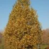 EXCLAMATION™ LONDON PLANETREE -Sooner Plant Farm Shop DETA2 3082