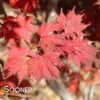 GLORIA UPRIGHT JAPANESE MAPLE -Sooner Plant Farm Shop DETA2 3096
