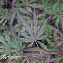 MIKAZUKI UPRIGHT JAPANESE MAPLE 5 MIKAZUKI UPRIGHT JAPANESE MAPLE -Sooner Plant Farm Shop DETA2 3098