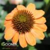 SOMBRERO® HOT CORAL CONEFLOWER -Sooner Plant Farm Shop DETA2 3128