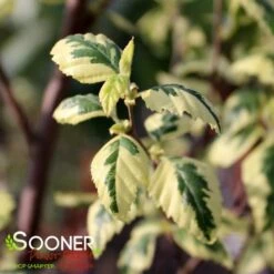 SHILOH SPLASH RIVER BIRCH -Sooner Plant Farm Shop DETA2 3146