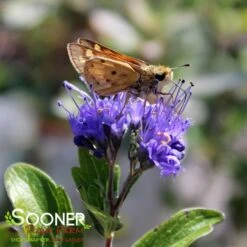 BEYOND MIDNIGHT® BLUEBEARD