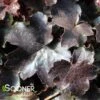 PALACE PURPLE CORAL BELLS 1 PALACE PURPLE CORAL BELLS -Sooner Plant Farm Shop DETA2 3221