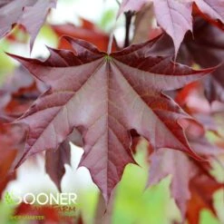 CRIMSON SUNSET® MAPLE -Sooner Plant Farm Shop DETA2 3234
