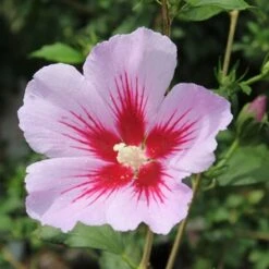 ORCHID SATIN® ALTHEA -Sooner Plant Farm Shop DETA2 3241