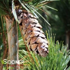 SILVER WHISPERS™ SWISS STONE PINE -Sooner Plant Farm Shop DETA2 3248