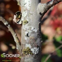 BOSQUE ELM 5 BOSQUE ELM -Sooner Plant Farm Shop DETA2 33