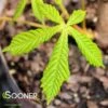 BRIOTII RED HORSE CHESTNUT -Sooner Plant Farm Shop DETA2 3300