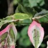 VARIEGATED STELLAR PINK™ DOGWOOD -Sooner Plant Farm Shop DETA2 3303