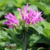 PETITE DELIGHT BEEBALM 2 PETITE DELIGHT BEEBALM -Sooner Plant Farm Shop DETA2 331