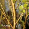CESKY GOLD® DWARF BIRCH 1 CESKY GOLD® DWARF BIRCH -Sooner Plant Farm Shop DETA2 3344