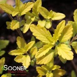 SUNSHINE BLUE® II BLUEBEARD -Sooner Plant Farm Shop DETA2 3347