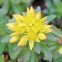 WEIHENSTEPHANER GOLD SEDUM -Sooner Plant Farm Shop DETA2 344