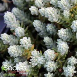 BLUE SPRUCE SEDUM -Sooner Plant Farm Shop DETA2 347