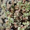 TRICOLOR SEDUM -Sooner Plant Farm Shop DETA2 349