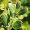 UPTIGHT BOXWOOD -Sooner Plant Farm Shop DETA2 3515