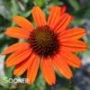 KISMET® INTENSE ORANGE CONEFLOWER -Sooner Plant Farm Shop DETA2 3570
