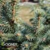 BABY BLUE EYES BLUE SPRUCE -Sooner Plant Farm Shop DETA2 3586