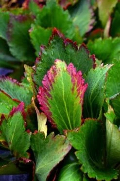 NOVA™ FLAME MUKGENIA -Sooner Plant Farm Shop DETA2 3592