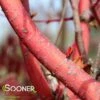 BENI KAWA CORAL BARK UPRIGHT JAPANESE MAPLE 1 BENI KAWA CORAL BARK UPRIGHT JAPANESE MAPLE -Sooner Plant Farm Shop DETA2 3604