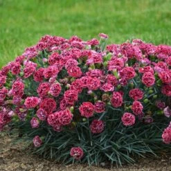 FRUIT PUNCH® CHERRY VANILLA DIANTHUS -Sooner Plant Farm Shop DETA2 3632