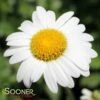 BECKY SHASTA DAISY -Sooner Plant Farm Shop DETA2 366