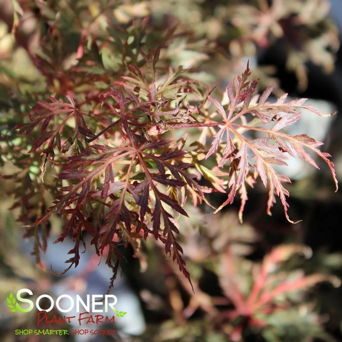 WATNONG DWARF UPRIGHT JAPANESE MAPLE 4 WATNONG DWARF UPRIGHT JAPANESE MAPLE - Image 2