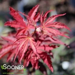 SUMINAGASHI UPRIGHT JAPANESE MAPLE -Sooner Plant Farm Shop DETA2 3679