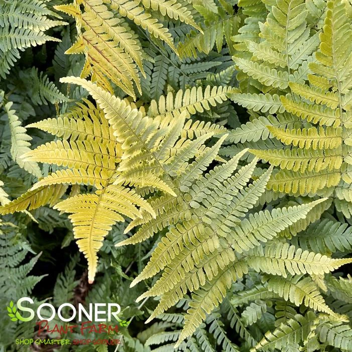 AUTUMN FERN 4 AUTUMN FERN - Image 2