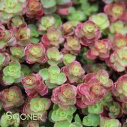 RED CARPET SEDUM 7 RED CARPET SEDUM -Sooner Plant Farm Shop DETA2 372