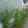 WHITE PILLAR® ALTHEA -Sooner Plant Farm Shop DETA2 3738