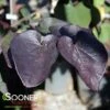 BLACK PEARLâ„¢ REDBUD 2 BLACK PEARLâ„¢ REDBUD -Sooner Plant Farm Shop DETA2 3760