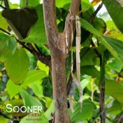 FRAGRANT SNOWBELL -Sooner Plant Farm Shop DETA2 3762