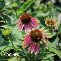 GREEN TWISTER CONEFLOWER -Sooner Plant Farm Shop DETA2 3772
