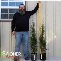 FULL SPEED A HEDGE® ARBORVITAE