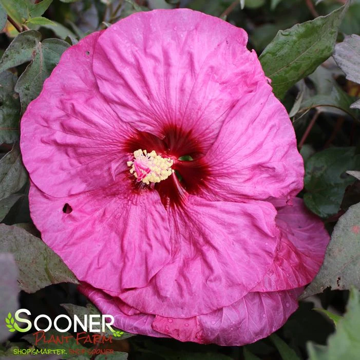 SUMMERIFIC® BERRY AWESOME HARDY HIBISCUS 3 SUMMERIFIC® BERRY AWESOME HARDY HIBISCUS