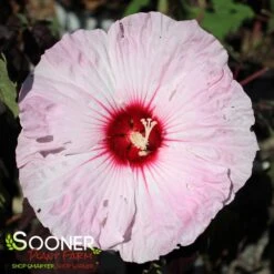DARK MYSTERY HARDY HIBISCUS -Sooner Plant Farm Shop DETA2 3904