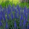 MAGIC SHOW® WIZARD OF AHHS SPEEDWELL -Sooner Plant Farm Shop DETA2 3946