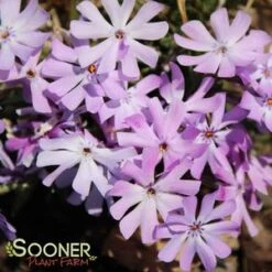 BEDAZZLED LAVENDER PHLOX -Sooner Plant Farm Shop DETA2 3969