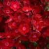 ROCKIN'™ RED DIANTHUS -Sooner Plant Farm Shop DETA2 4006