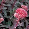 MARINA SEDUM -Sooner Plant Farm Shop DETA2 4022