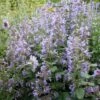 BLUE WONDER CATMINT 1 BLUE WONDER CATMINT -Sooner Plant Farm Shop DETA2 4049