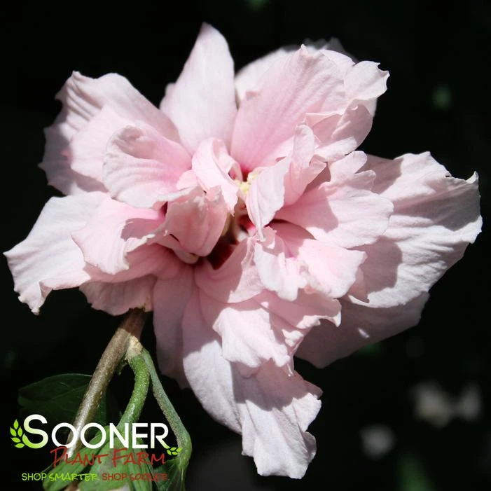 LADY BUG® ALTHEA 4 LADY BUG® ALTHEA - Image 2