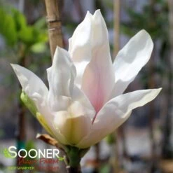 DAYBREAK MAGNOLIA 7 DAYBREAK MAGNOLIA -Sooner Plant Farm Shop DETA2 4073
